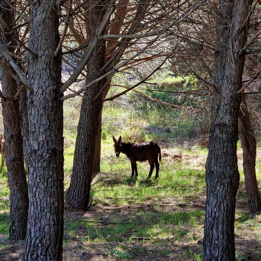 Il Drago Agroturismo Mirabella Imbaccari