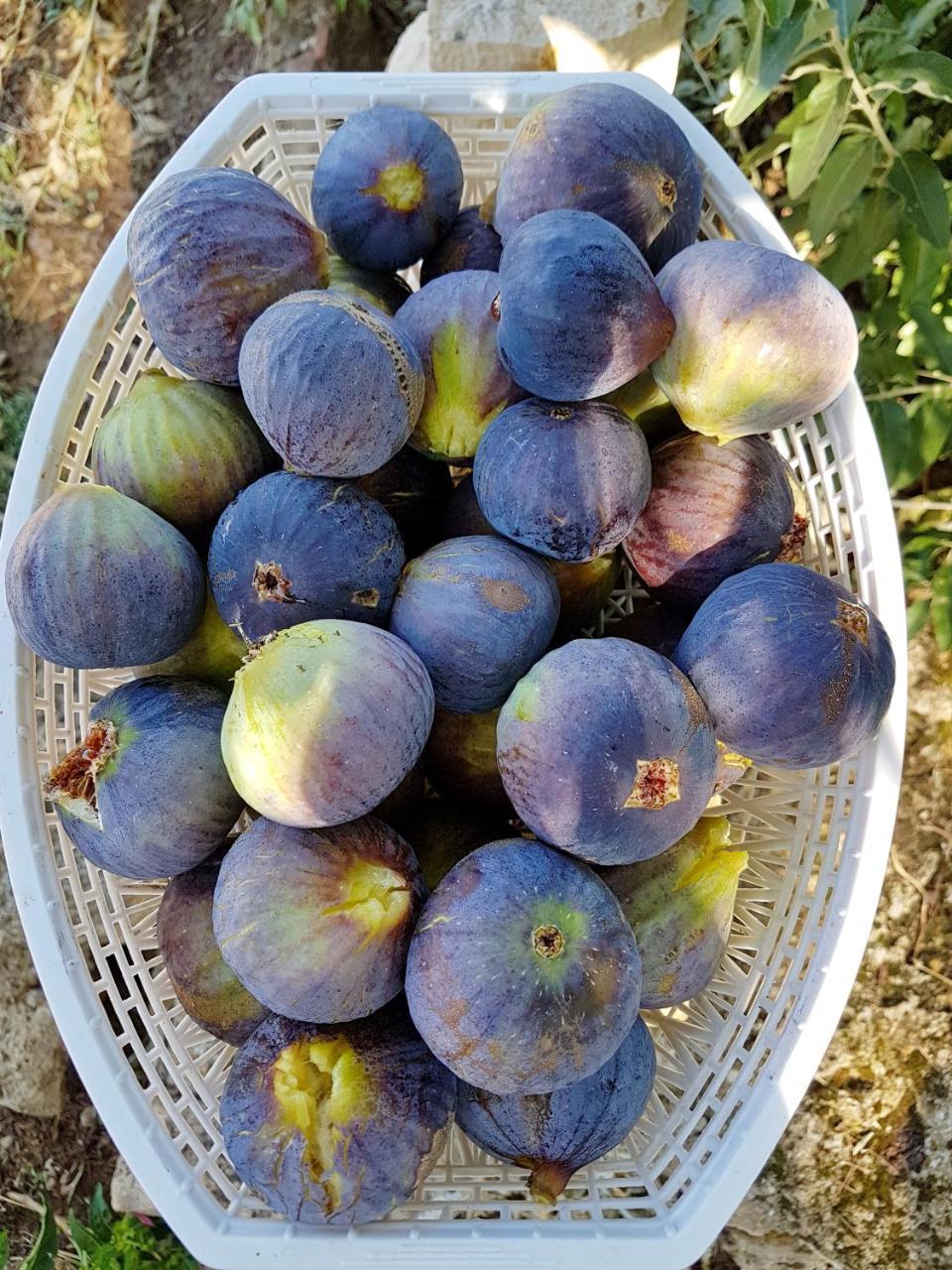 Il Drago Agroturismo